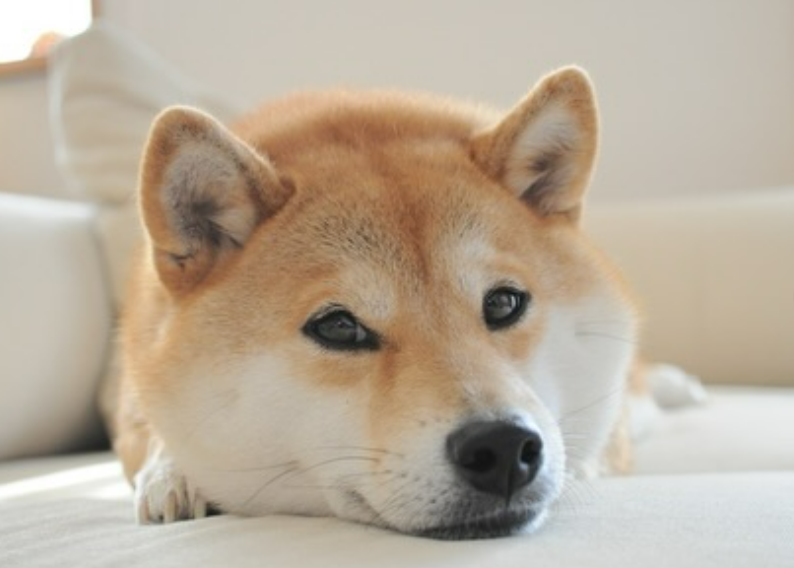Neiro resting on the sofa