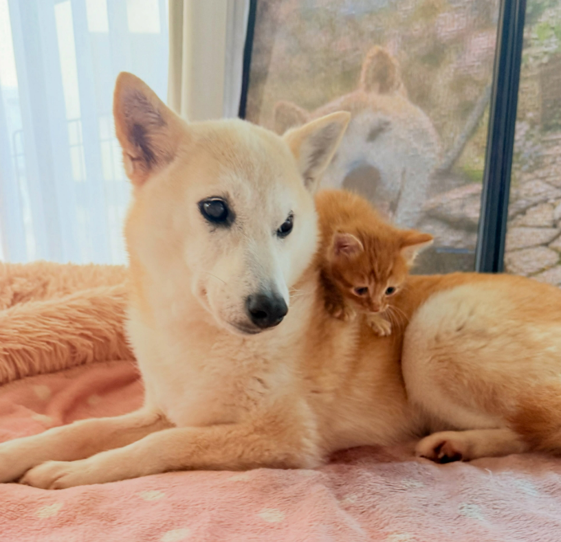 Neiro cuddling with a kitten