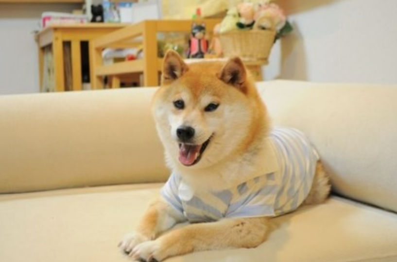Neiro in a striped shirt
