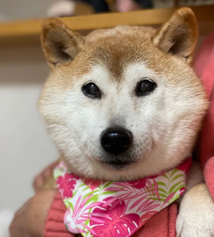 Neiro in a pink bandana