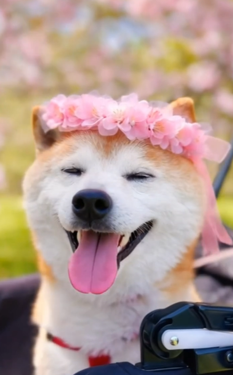 Neiro wearing a sakura flower crown